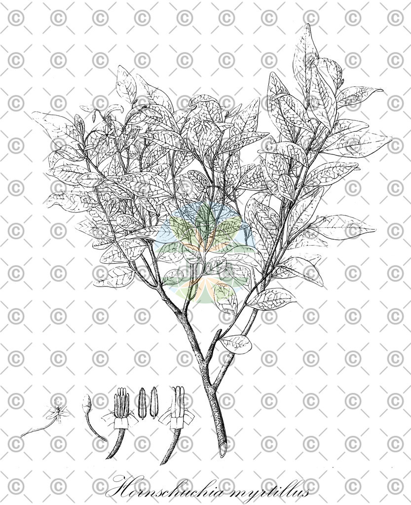 HistAbb_wfo-0001085281_1_ENZY_Simple | Historische Abbildung von Hornschuchia myrtillus - Annonaceae | Historical Illustration of Hornschuchia myrtillus - Annonaceae