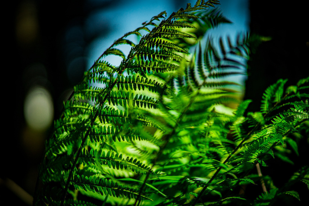 Farn im Spotlight | Fotografie, Kärnten, Kunst, Wolfsberg, Lavanttal, mawe_gallery, Lodiaut_Photography, Wandbild, Poster, Posterdruck, Leinwand, Leinwanddruck - Realisiert mit Pictrs.com