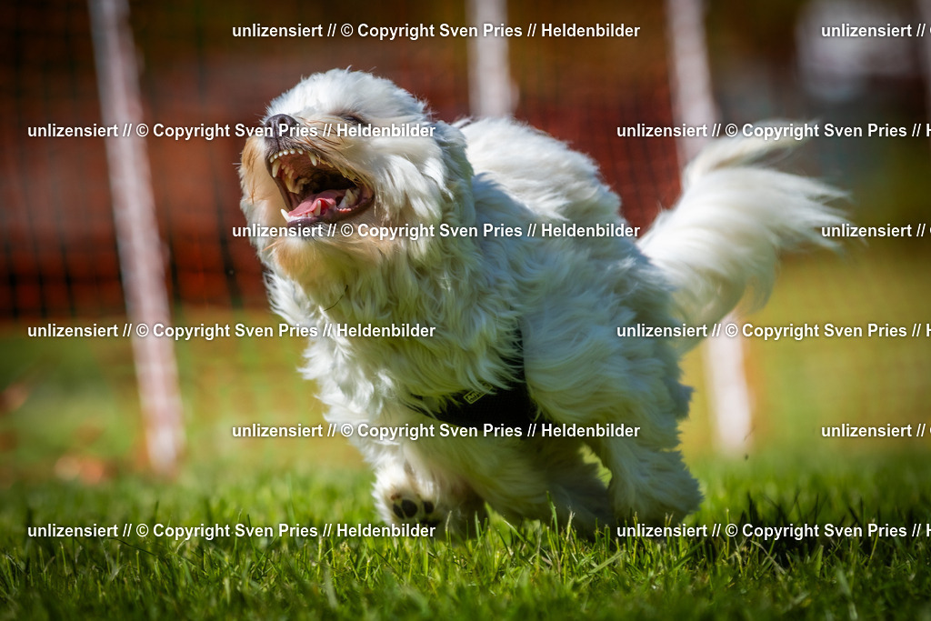 Hunderennen_April_2026_931 | 2026-04-26 - Hunderennen Baden-Oos April 2026 - Realisiert mit Pictrs.com