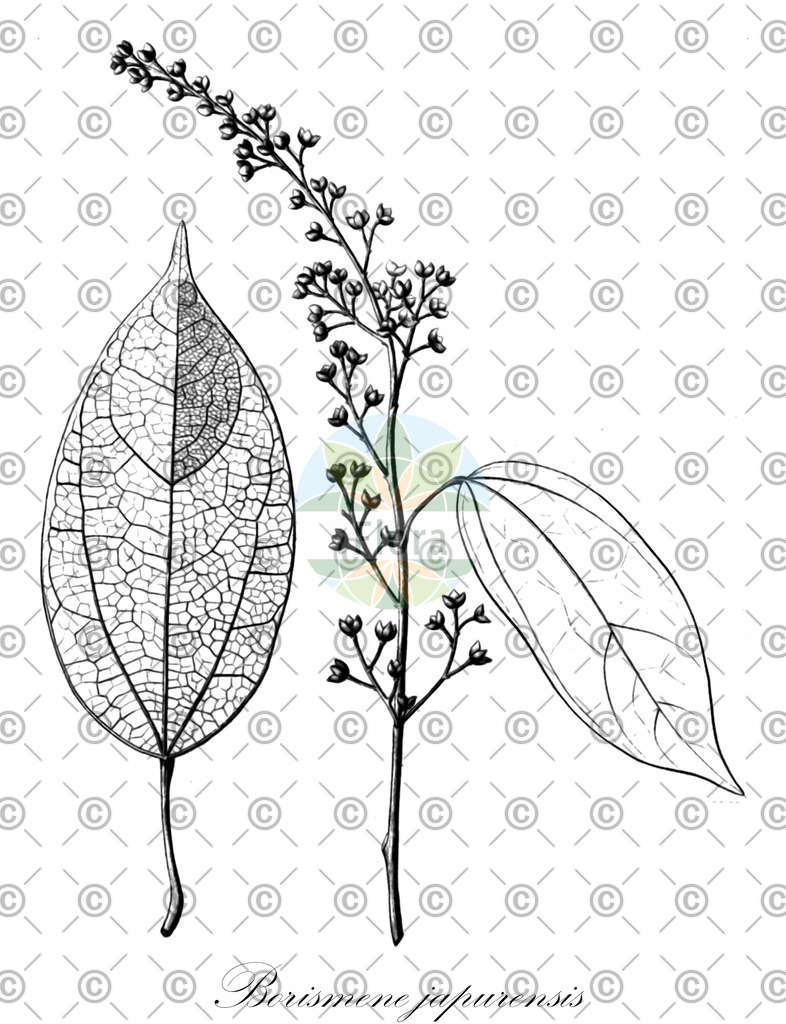 HistAbb_3BP8_1_ENZY_Simple | Historische Abbildung von Borismene japurensis - Menispermaceae | Historical Illustration of Borismene japurensis - Menispermaceae