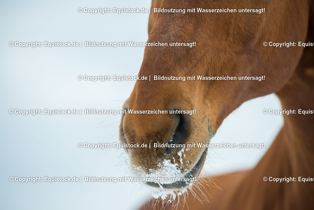 20160119_TOMsPiC_0377 | equistock