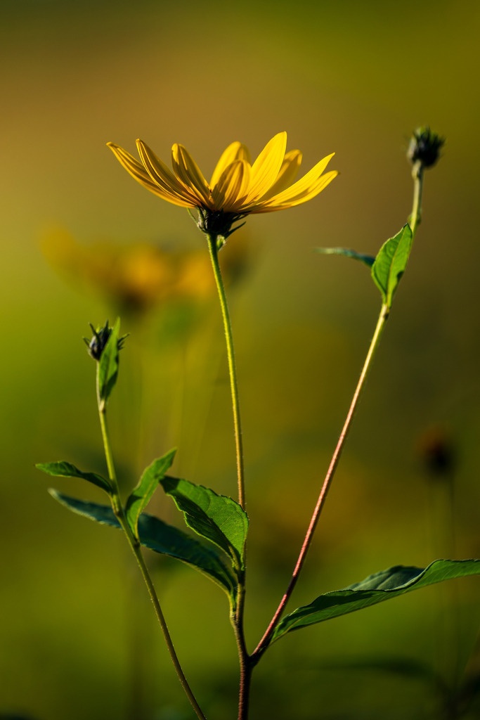2025_08_23_SH-HIMMELMOOR_MCP1726 | Hochwertig gedruckte Fotografien für die Wand, als Kalender und zum Verschenken. Hamburg & Norddeutschland und überall wo ich mit der Kamera unterwegs war.
