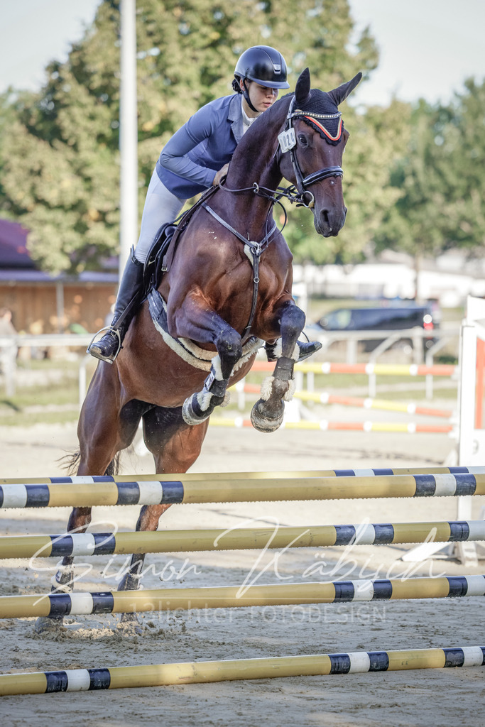 20250906-_3LI2962 | Tierfotografie Pferde, Hunde, Katzen, Haustiere.
Turnierfotografie Reitturniere, Reiten, Springreiten, Dressur in Hanau, dem Main-Kinzig-Kreis und dem Rhein-Main- Gebiet um Frankfurt