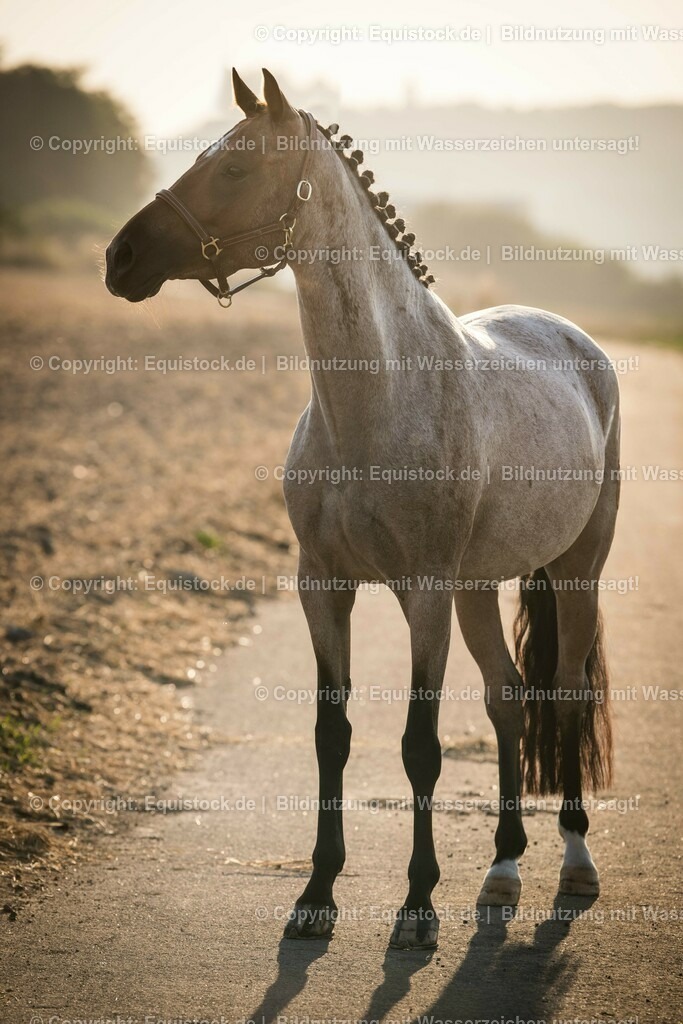 20150807_TOMsPiC_0241 | equistock