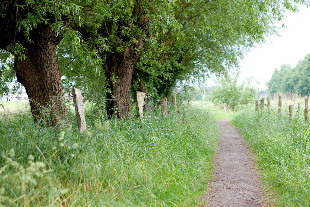 170528-008 | Europa, DEU, Deutschland, NRW, Nordrhein-Westfalen, Niederrhein, Rheinland, Leuth, Naturpark Schwalm Nette, Typische Kopfweiden, Weg, Kategorien und Themen, Natur, Umwelt, Landschaft, Jahreszeiten, Stimmungen, Landschaftsfotografie, Landschaften, Landschaftsphoto, Landschaftsphotographie, Wetter, Wetterelemente, Wetterlage, Wetterkunde, Witterung, Witterungsbedingungen, Wettererscheinungen, Meteorologie, Wettervorhersage

[Fuer die Nutzung gelten die jeweils gueltigen Allgemeinen Liefer-und Geschaeftsbedingungen. Nutzung nur gegen Verwendungsmeldung und Nachweis. Download der AGB unter http://www.image-box.com oder werden auf Anfrage zugesendet. Freigabe ist vorher erforderlich. Jede Nutzung des Fotos ist honorarpflichtig gemaess derzeit gueltiger MFM Liste - Kontakt, Uwe Schmid-Fotografie, Duisburg, Tel. (+49).2065.677997, ..archiv@image-box.com, www.image-box.com] - Realisiert mit Pictrs.com