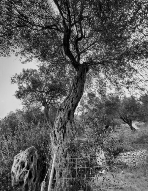 Olive Baum / Olea europaea, Olivia / Olive tree | Kreative Fotografie von Fotoloft-MaciejRusinek aus Frankfurt am Main. Große Motivauswahl in individuell ausgewählten Formaten auf unterschiedlichen Materialien. Bestellen bequem online.
Preise sind variable, je nach Material und Größe. 
 - Realisiert mit Pictrs.com