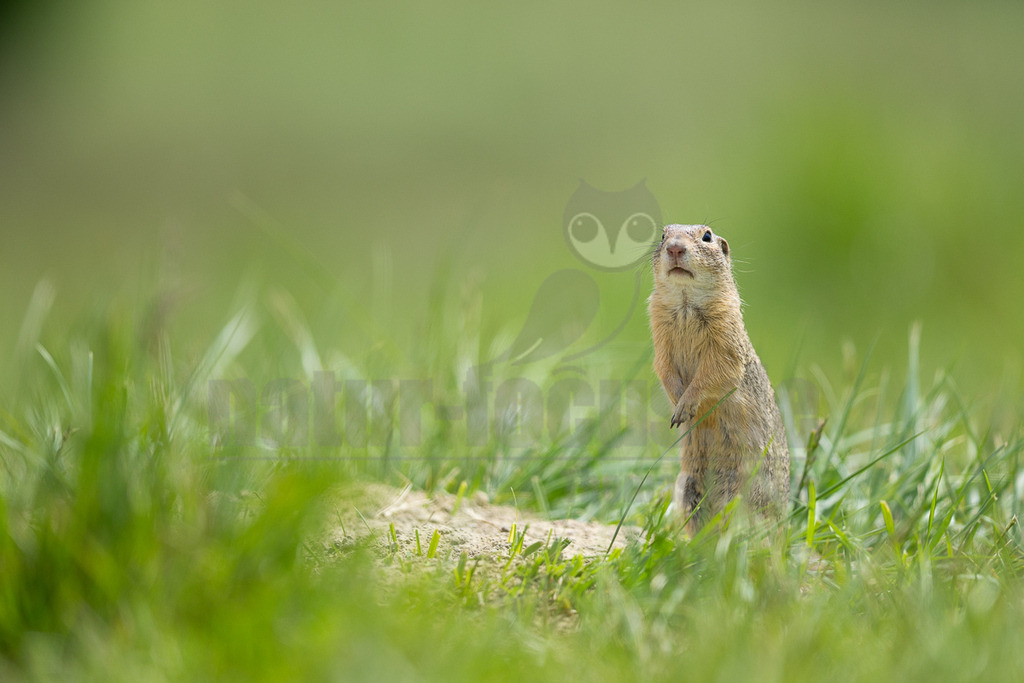 R6M39690_20260521 | Ein Europäisches Ziesel (Spermophilus citellus) steht aufrecht im grünen Gras und blickt aufmerksam nach oben, um seine Umgebung zu beobachten. - Realisiert mit Pictrs.com