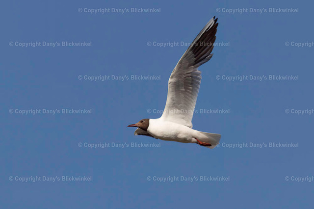 2018108 | Tierfotografie, Tierkalender, Tierbilder, Insekten, Spinnen, Vögel, Schmetterling, Libellen, Leinwand, Colorkey, Qualität, Geschenkartikel, Geschenk - Realisiert mit Pictrs.com