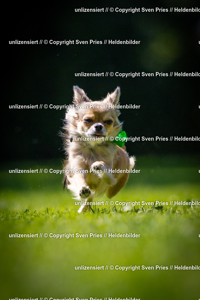 Sven Pries | 2025-08-10 - Hunderennen Durlach - Realisiert mit Pictrs.com