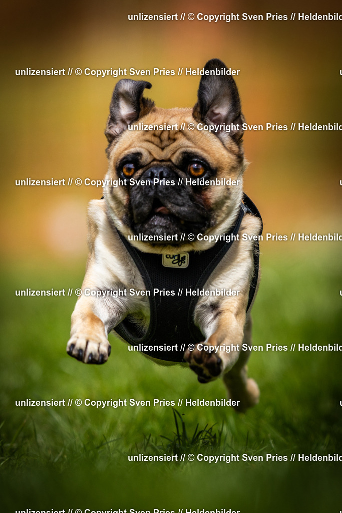 Sven Pries | 2025-04-13 - Hunderennen Baden-Baden - Realisiert mit Pictrs.com