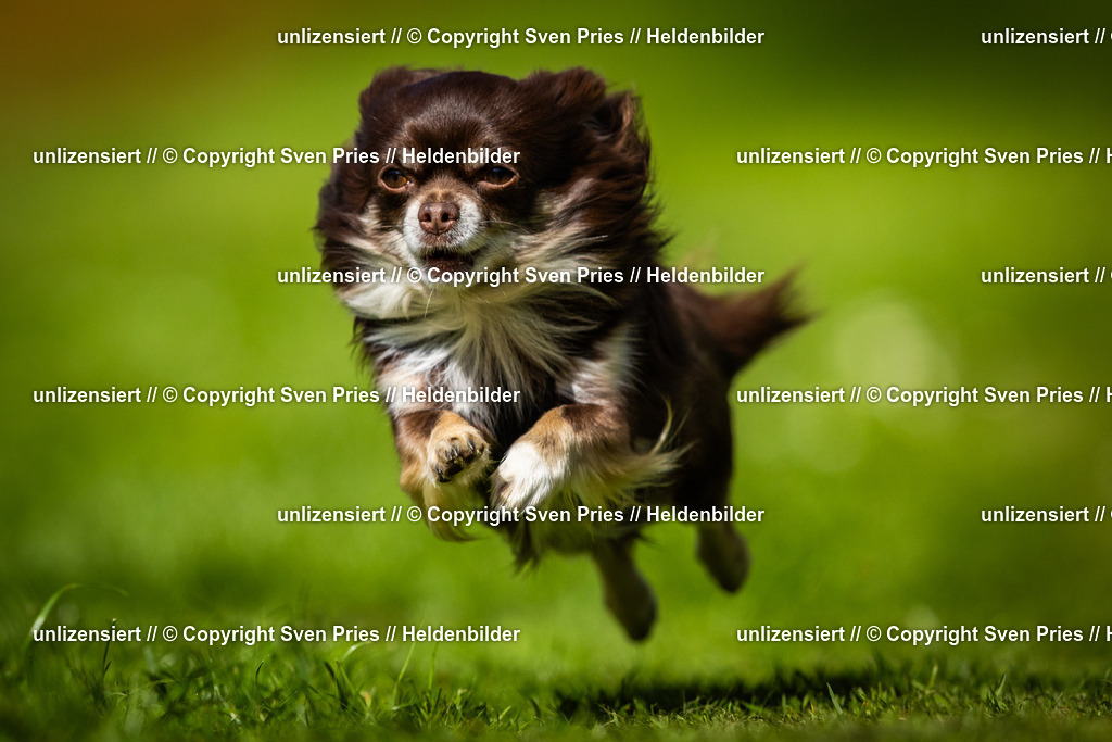 Sven Pries | 2025-04-13 - Hunderennen Baden-Baden - Realisiert mit Pictrs.com