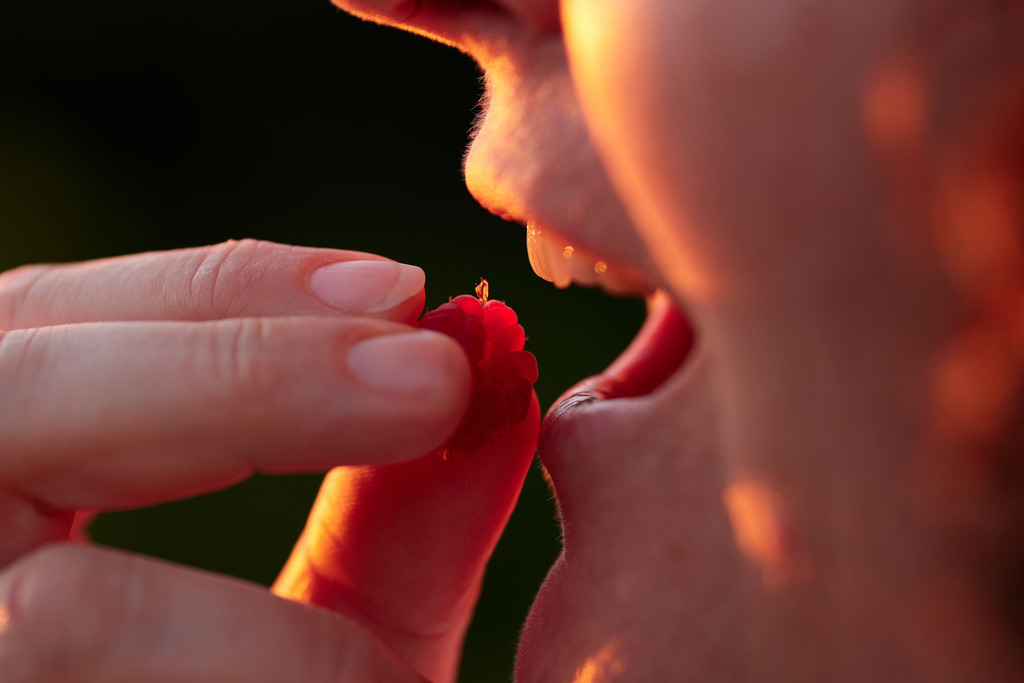 eine rote Himbeere wird verkostet | Austria - September 25, 2021: eine rote Himbeere wird von einer Frau verkostet. - Realisiert mit Pictrs.com