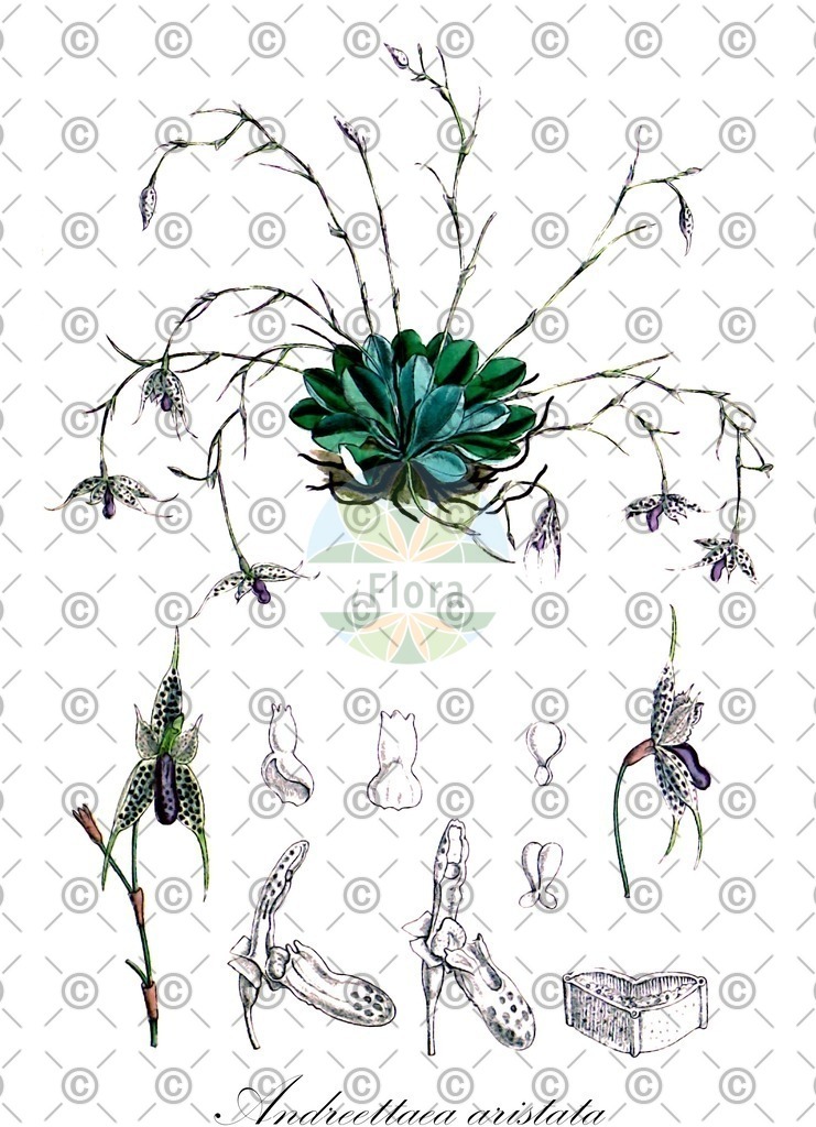 HistAbb_wfo-1000040739_1_ENZY_Simple | Historische Abbildung von Andreettaea aristata - Orchidaceae | Historical Illustration of Andreettaea aristata - Orchidaceae