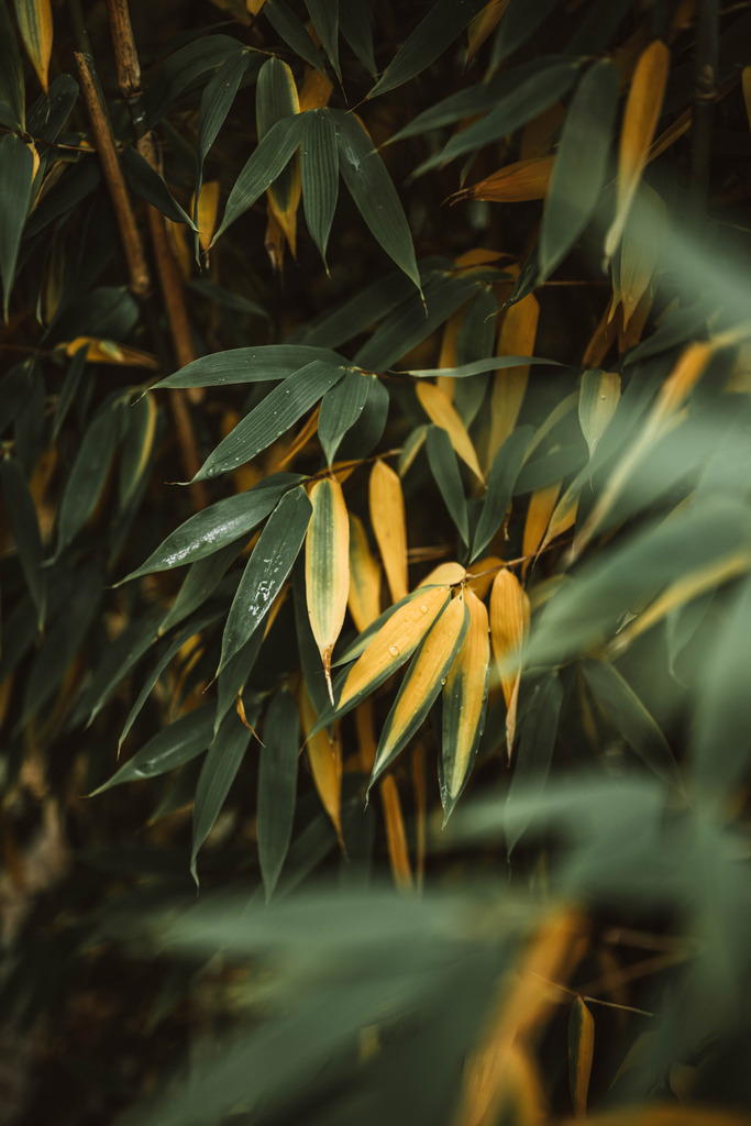 Makro_Nov_2023_35 | Du suchst natürliche und atmosphärische Prints oder Leinwanddrucke? In diesem Shop gibt es alles, nur kein Mainstream. - Realisiert mit Pictrs.com