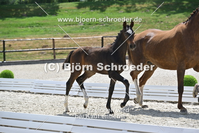 30_Escaneno - Quaterback_935_2122 | Björn Schroeder Pferdefotografie