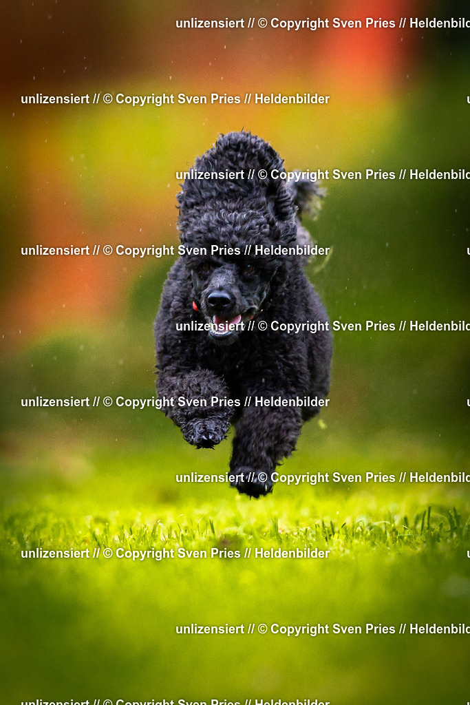 Sven Pries | 2025-09-21 - Hunderennen Baden-Oos - Realisiert mit Pictrs.com