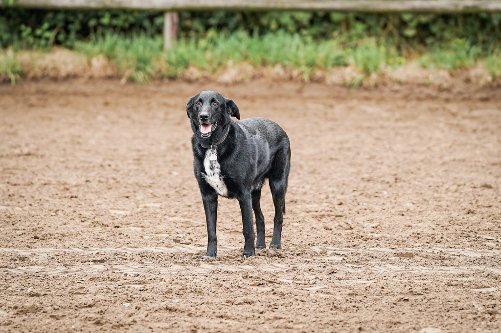 DSC02703 | Pferdegrafie