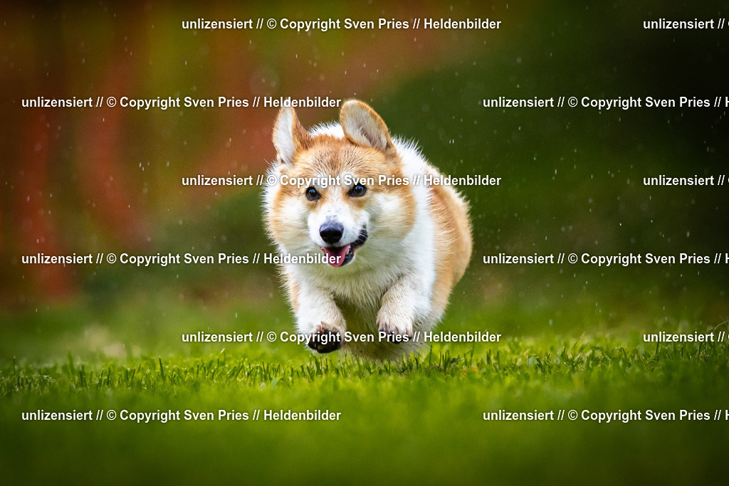 Sven Pries | 2025-09-21 - Hunderennen Baden-Oos - Realisiert mit Pictrs.com