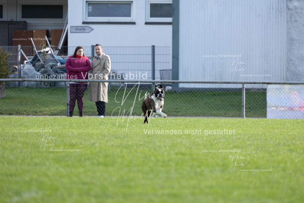 _16A6465 | Einzigartige Fotos von Hunden & Menschen –Actionfotos, Portraits, Vereinsaufnahmen & Paarshootings – authentisch, lebendig & mit Herz.