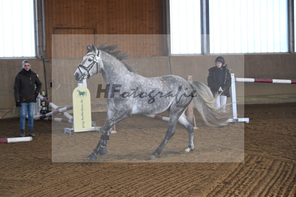 Kat-Nr. 1 Lisbergs Prince Philip v. Pattya Veuve Cosmic_ZG Lisberg_49250005 | hf-fotografie - Realisiert mit Pictrs.com