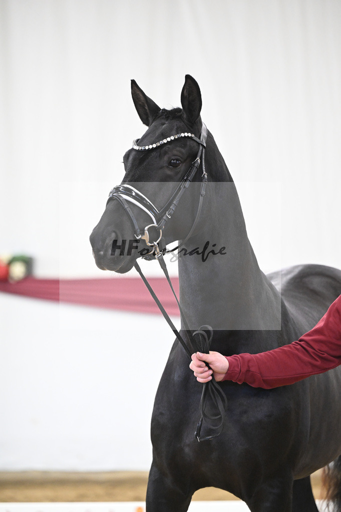 Kat-Nr. 16 Dream Royal x Everdale_Stephanie Hueffer_47250401 | hf-fotografie - Realisiert mit Pictrs.com