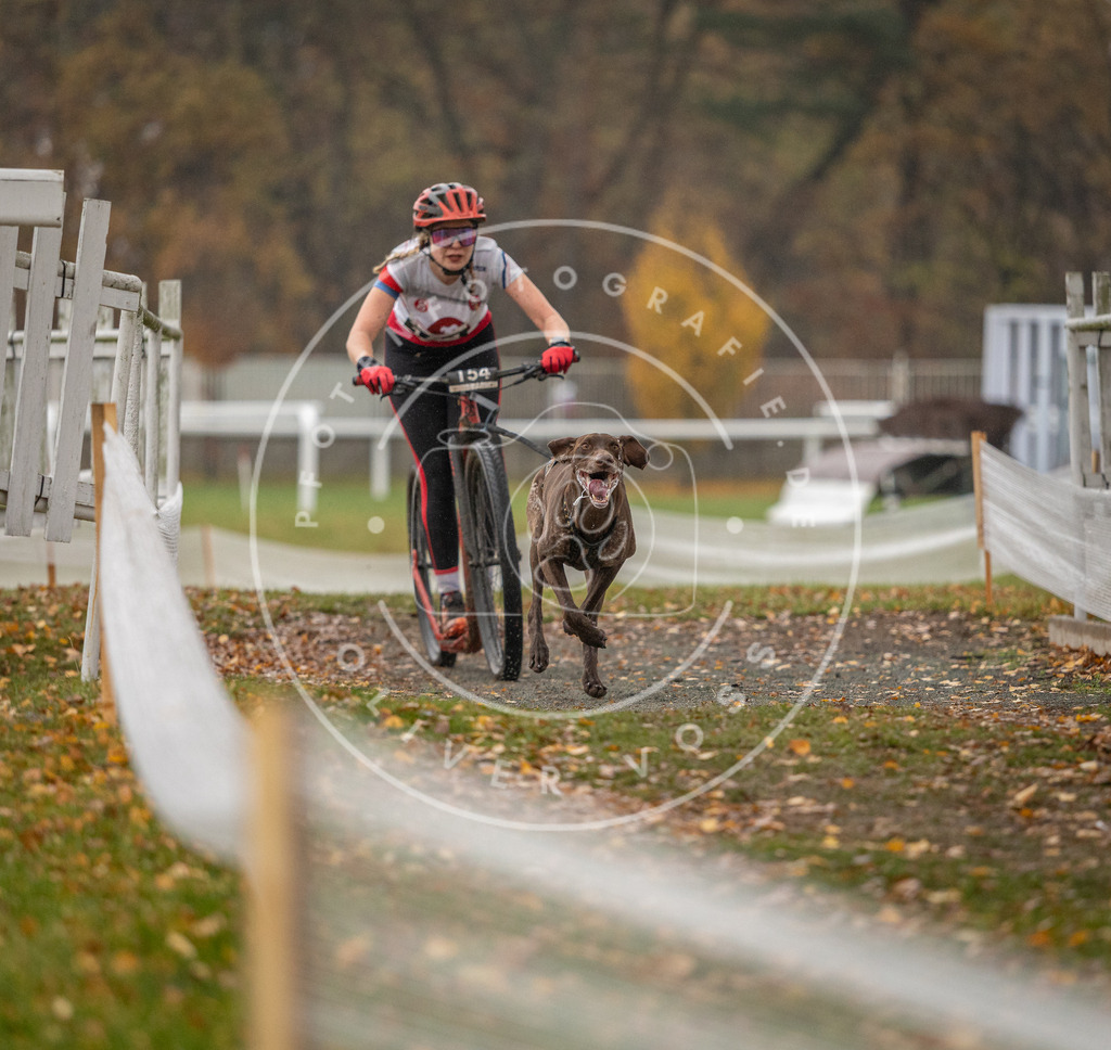 CaniXpix_DV3A7724 | Hundefotografie, Tierfotograf, Pfotenfotografie, Fotoshooting Hund, Hunde Portrait, Hundesport, Hundeportraits, Heideshooting, Hunde, Sportfotograf, Hundefotograf, Turnierhundsport, THS,  - Realisiert mit Pictrs.com