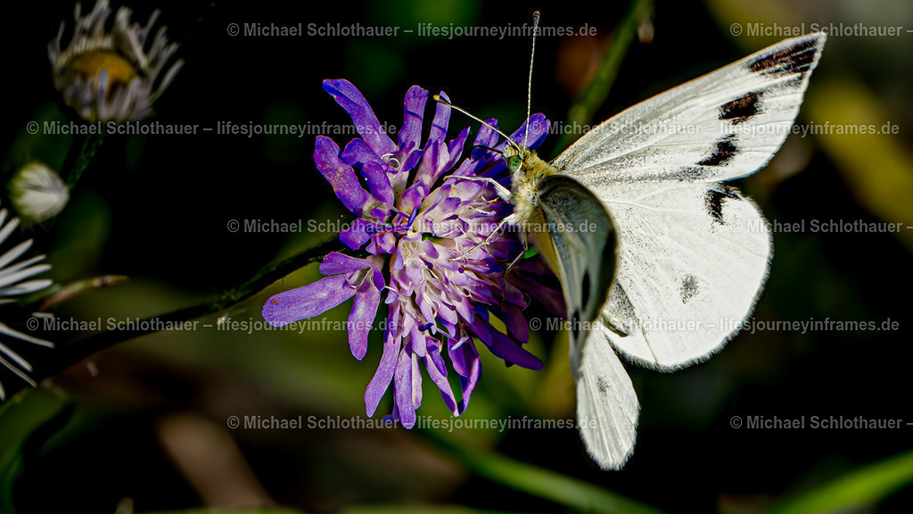 Schmetterling | Wildlife- und Landschaftsfotografie als Wandbild, Poster & mehr. Einzigartige Naturmomente aus Neuseeland, Norwegen & weltweit – fotografiert von Michael Schlothauer. - Realisiert mit Pictrs.com