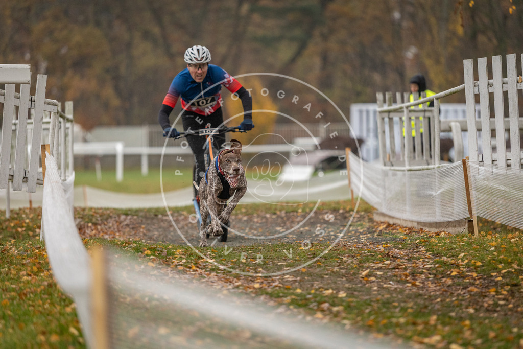 CaniXpix_DV3A7768 | Hundefotografie, Tierfotograf, Pfotenfotografie, Fotoshooting Hund, Hunde Portrait, Hundesport, Hundeportraits, Heideshooting, Hunde, Sportfotograf, Hundefotograf, Turnierhundsport, THS,  - Realisiert mit Pictrs.com