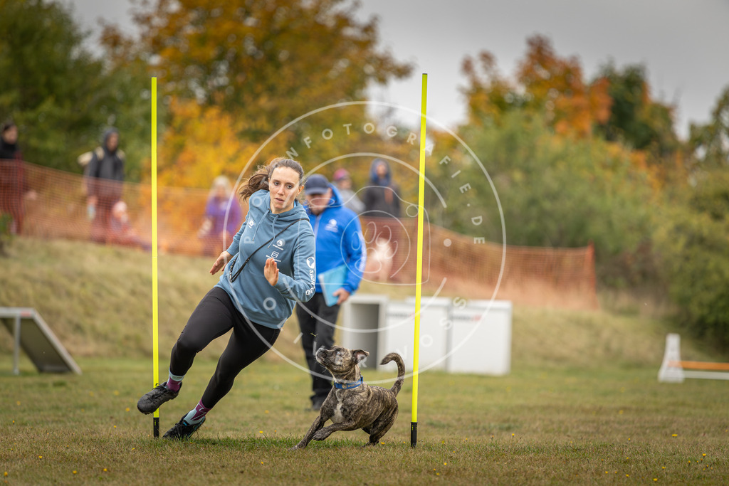 Pfotenfotografie_DV3A3481 | Hundefotografie, Tierfotograf, Pfotenfotografie, Fotoshooting Hund, Hunde Portrait, Hundesport, Hundeportraits, Heideshooting, Hunde, Sportfotograf, Hundefotograf, Turnierhundsport, THS,  - Realisiert mit Pictrs.com