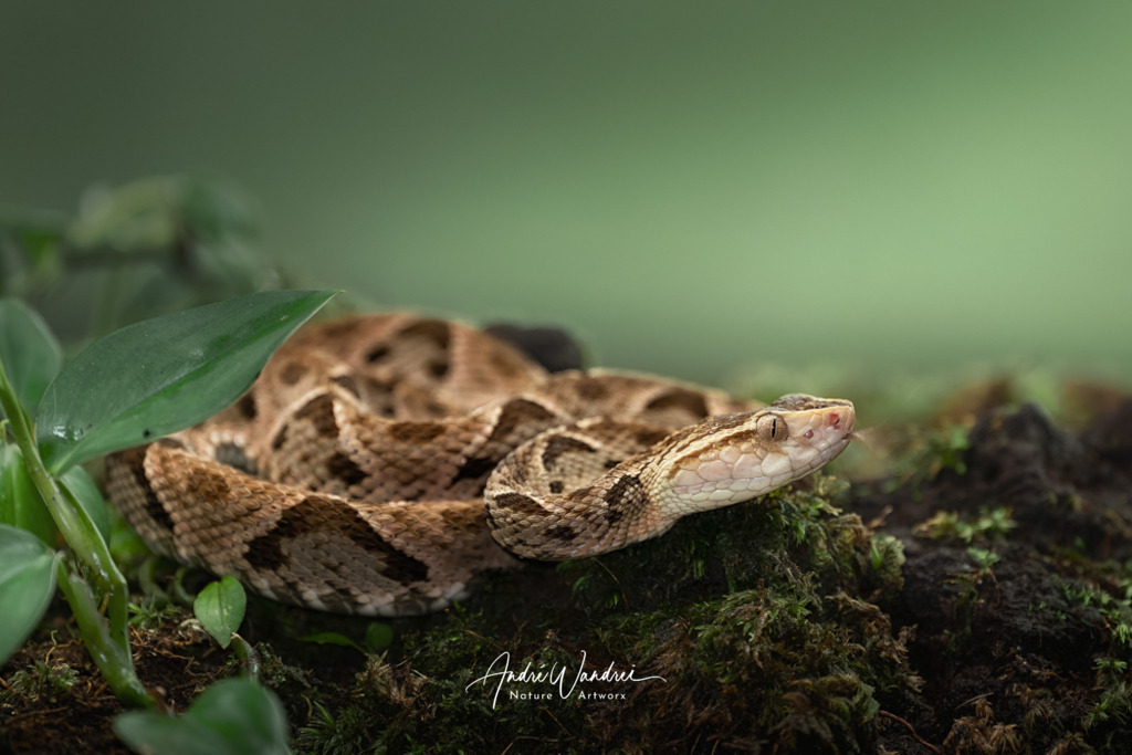 Gefährliche Eleganz | Andre Wandrei - Nature Artworx - Realisiert mit Pictrs.com