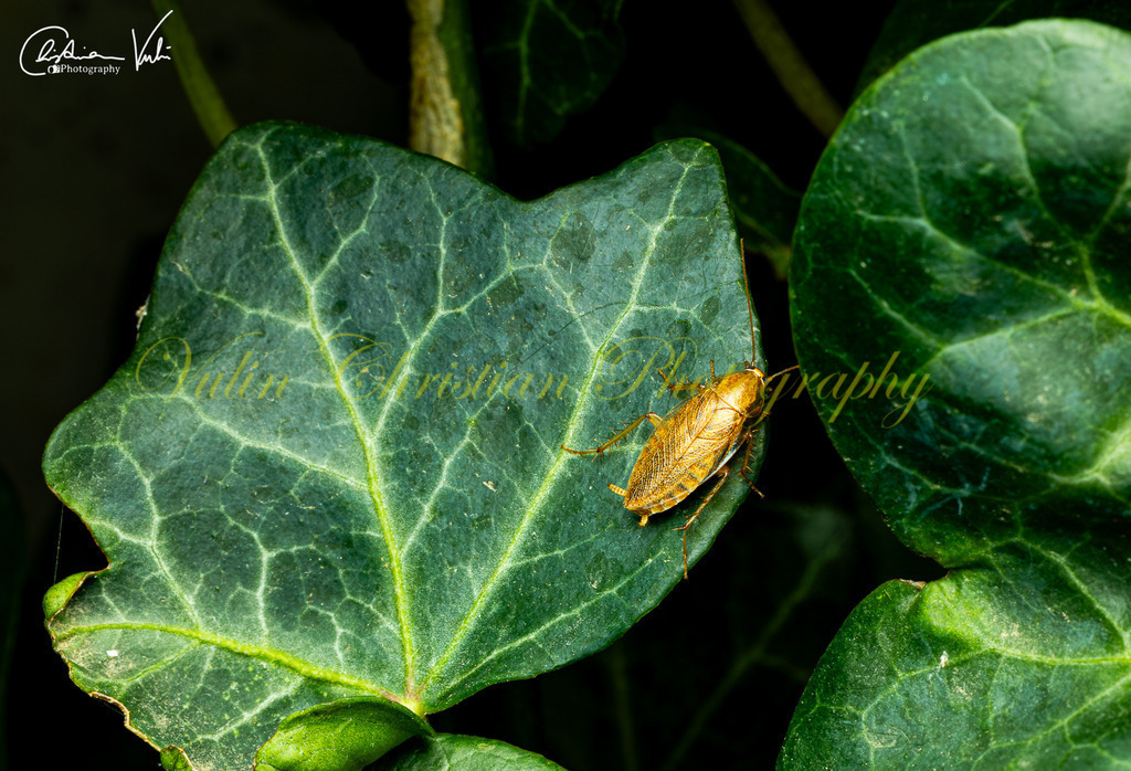 MN 15 | Christian Vulin  - Realisiert mit Pictrs.com