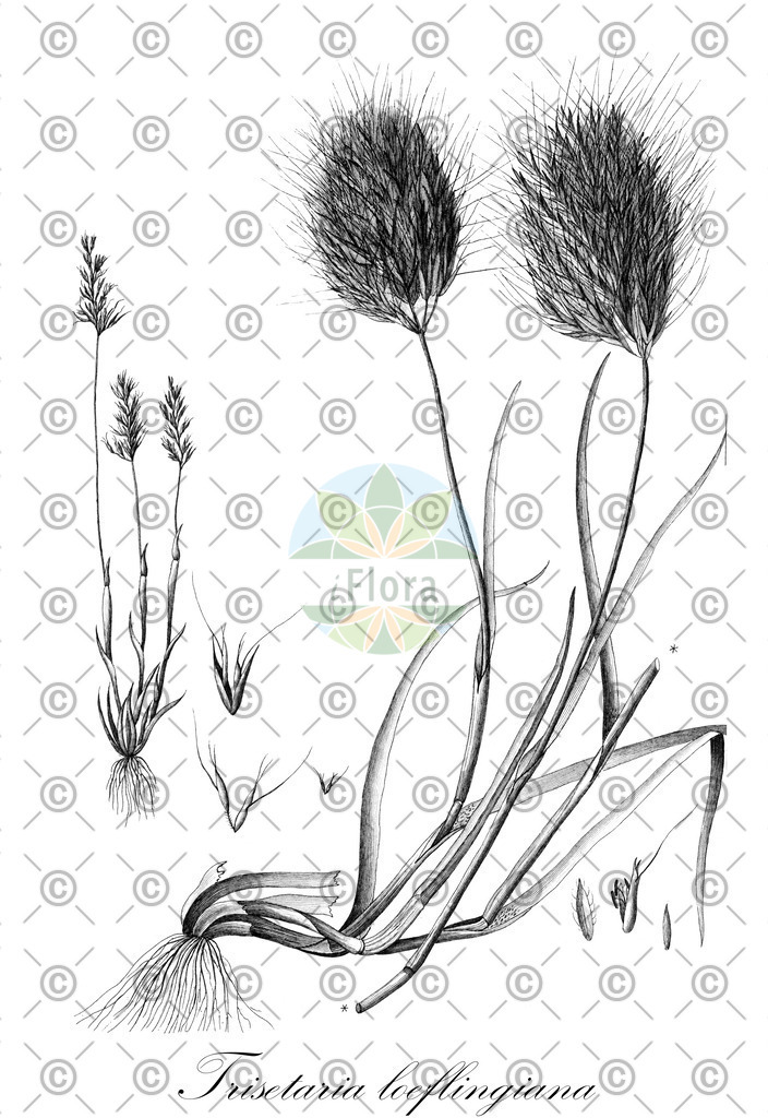 HistAbb_wfo-0001336098_1_ENZY_Simple | Historische Abbildung von Trisetaria loeflingiana - Poaceae (Cavanilles Zwerghafer) | Historical Illustration of Trisetaria loeflingiana - Poaceae