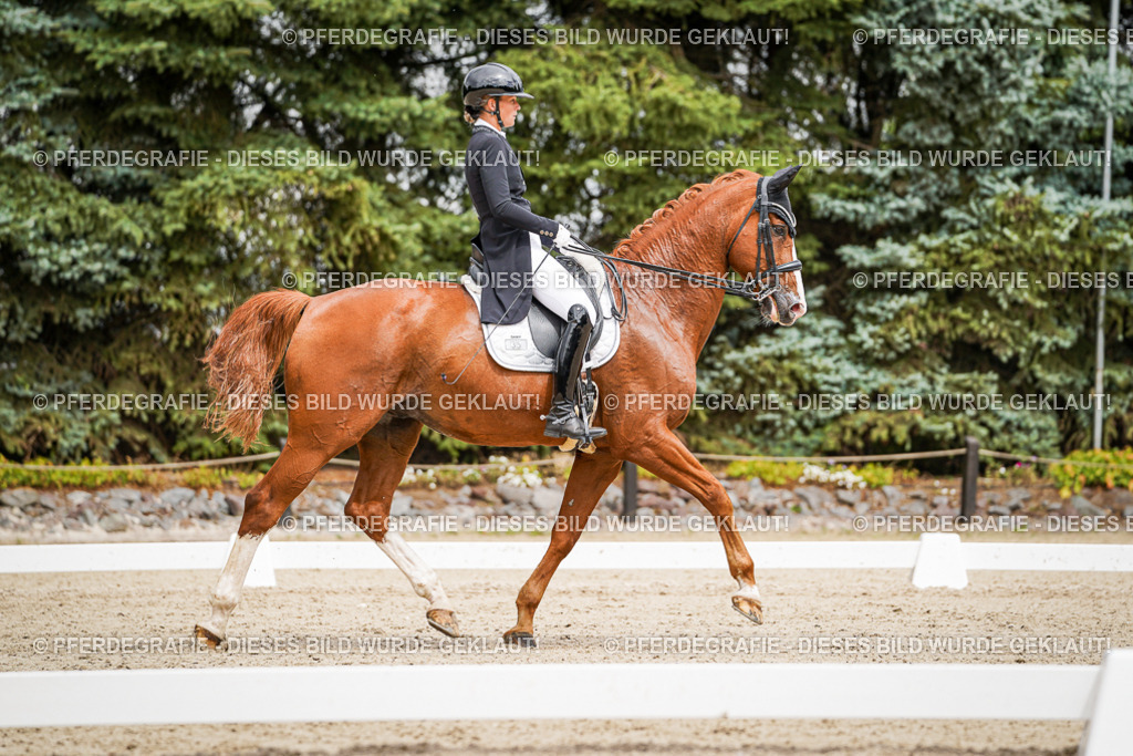 DSC05673 | Pferdegrafie