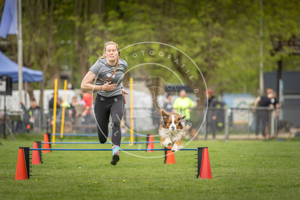 Pfotenfotografie_DV3A0496 | Hundefotografie, Tierfotograf, Pfotenfotografie, Fotoshooting Hund, Hunde Portrait, Hundesport, Hundeportraits, Heideshooting, Hunde, Sportfotograf, Hundefotograf, Turnierhundsport, THS,  - Realisiert mit Pictrs.com