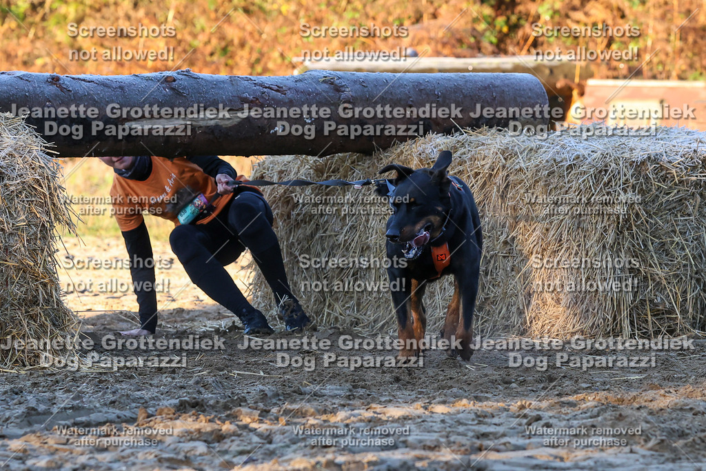 Dog Paparazzi - Strongdog 10-25-589 | Dog Paparazzi Jeanette Grottendiek Fotografie & Videografie - Realisiert mit Pictrs.com