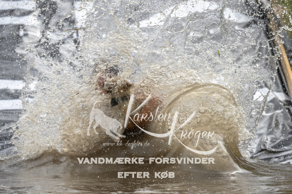 1418_ZZ94988 | kk-dogfotos