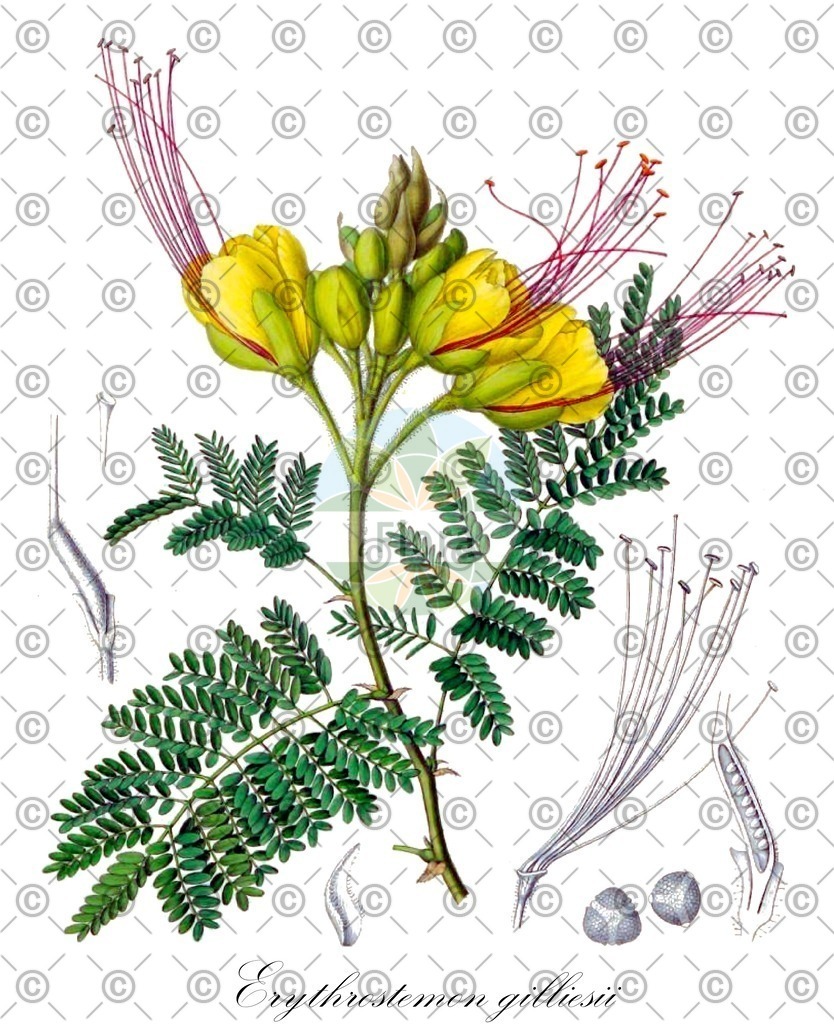 HistAbb_6344T_2_ENZY_Simple | Historische Abbildung von Erythrostemon gilliesii - Fabaceae | Historical Illustration of Erythrostemon gilliesii - Fabaceae