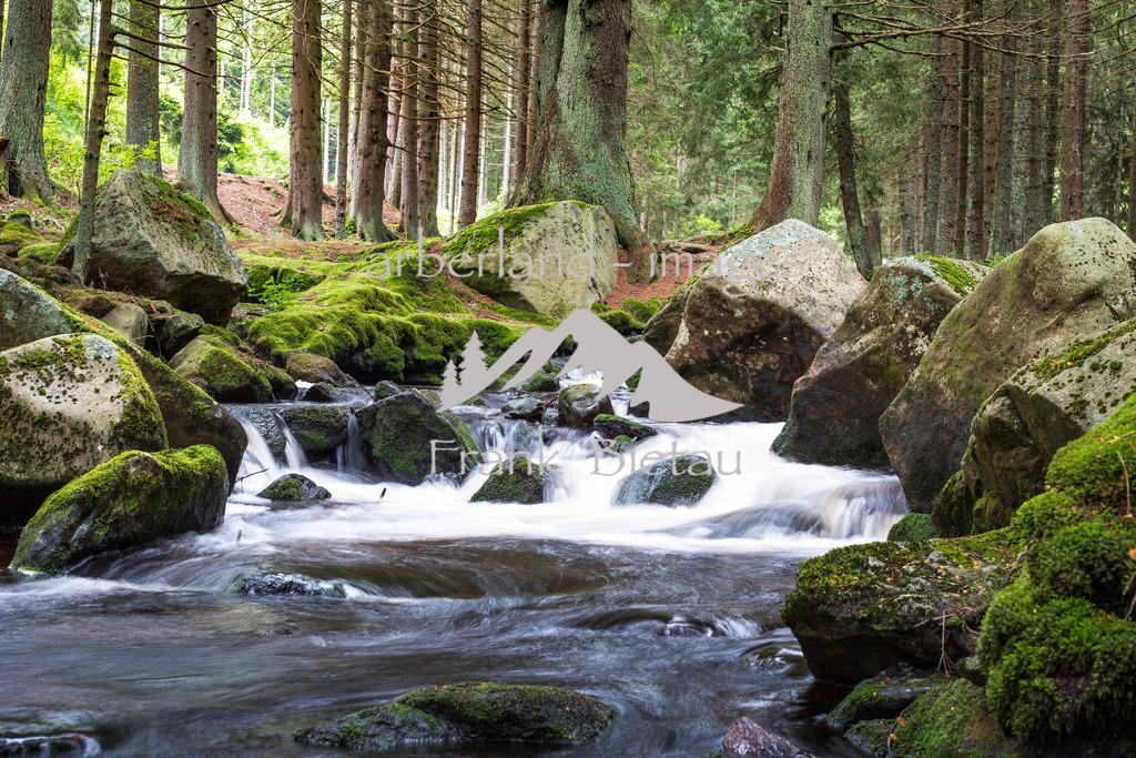 _Z5A9954 | das Wasser im Bayerischen und Böhmerwald kann weitgehend ungestört seinen Lauf nehmen