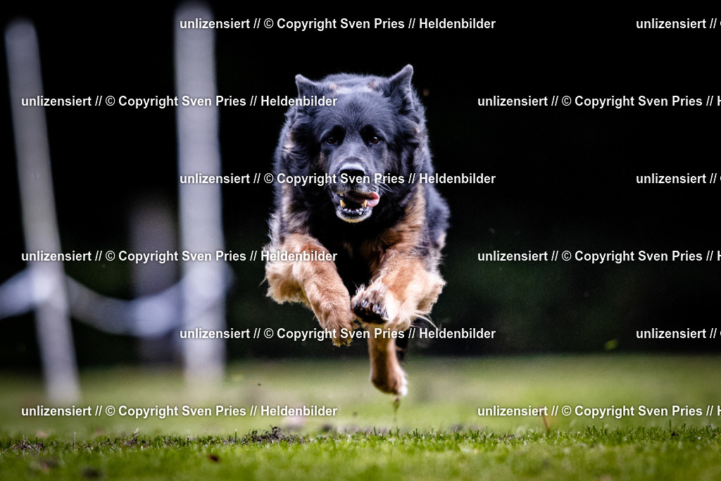 Sven Pries | 2025-10-03 - Hunderennen Obergrombach - Realisiert mit Pictrs.com