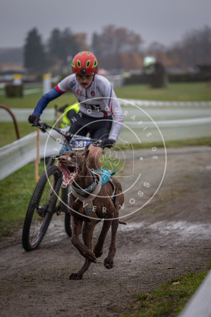 CaniXpix_0L8A1065 | Hundefotografie, Tierfotograf, Pfotenfotografie, Fotoshooting Hund, Hunde Portrait, Hundesport, Hundeportraits, Heideshooting, Hunde, Sportfotograf, Hundefotograf, Turnierhundsport, THS,  - Realisiert mit Pictrs.com
