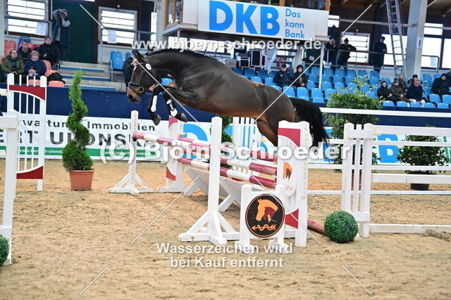 45_Toulon - Chacco-Blue_967_3913 | Björn Schroeder Pferdefotografie