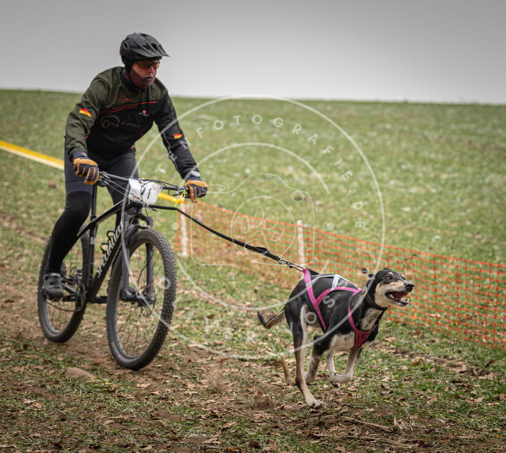 Pfotenfotografie_DV3A3184 | Hundefotografie, Tierfotograf, Pfotenfotografie, Fotoshooting Hund, Hunde Portrait, Hundesport, Hundeportraits, Heideshooting, Hunde, Sportfotograf, Hundefotograf, Turnierhundsport, THS,  - Realisiert mit Pictrs.com