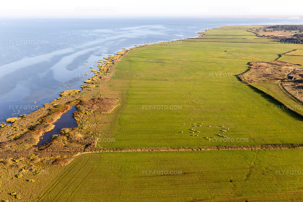 Aerial view: Wadden Sea National Park in Fanø in the state South Denmark, Denmark.Photo: IMG_118857.jpg taken on 09/21/2019 by Werner Riehm/FLY-FOTO.comResolution of the original: 5472 x 3648 px