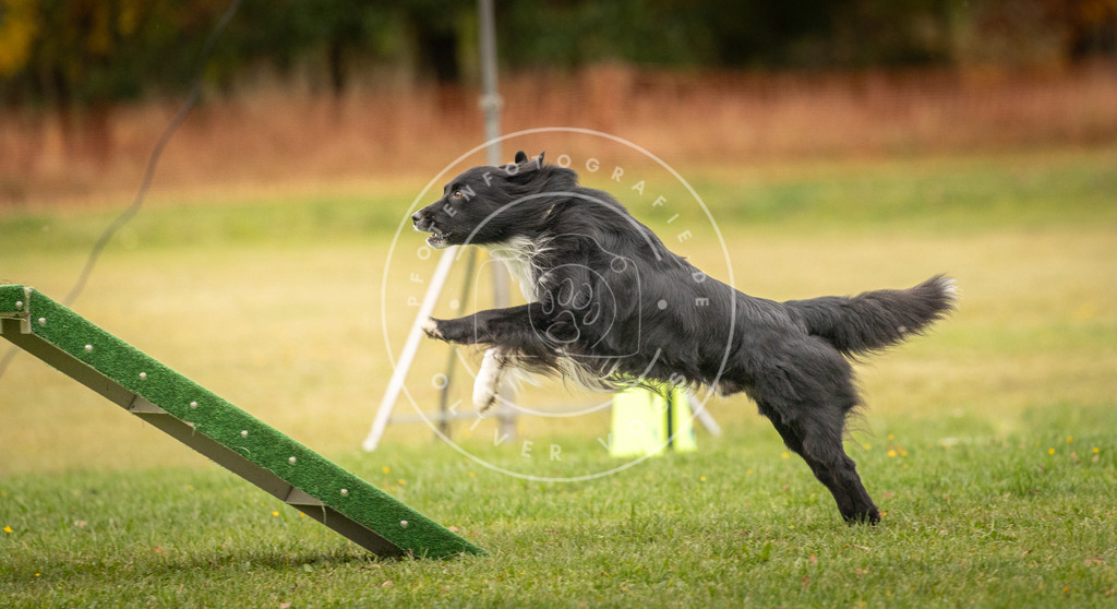 Pfotenfotografie_DV3A6360 | Hundefotografie, Tierfotograf, Pfotenfotografie, Fotoshooting Hund, Hunde Portrait, Hundesport, Hundeportraits, Heideshooting, Hunde, Sportfotograf, Hundefotograf, Turnierhundsport, THS,  - Realisiert mit Pictrs.com