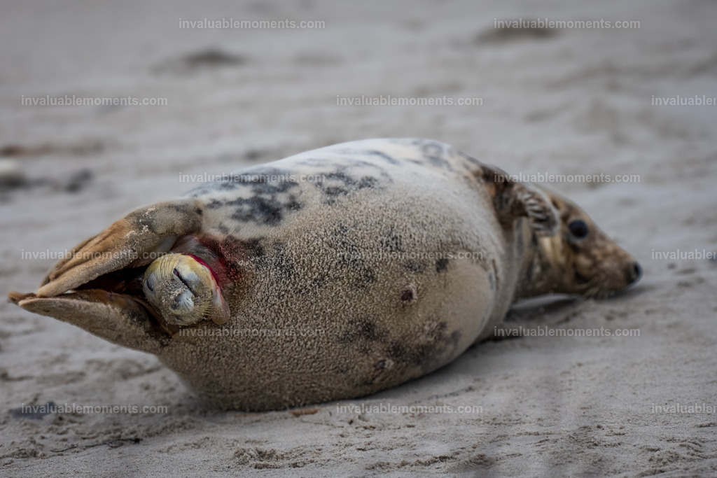 DSC_1401-2-122 | invaluablemoments.com - Realisiert mit Pictrs.com