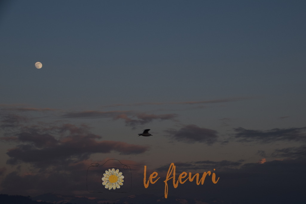 DSC_0171 | Dies ist der Shop von Florian Blum - le fleuri. Langenthal, Bern, Schweiz. Sie können hier meine oder ihre eigenen Fotos als Fotoprodukte kaufen. Tassen, Schlüsselanhänger, Taschen etc. können Sie hier gestalten.  - Realisiert mit Pictrs.com