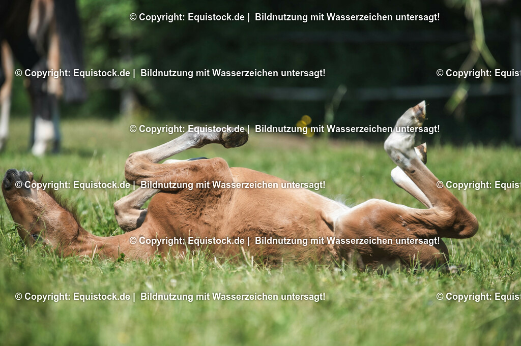 20210617_Fohlen_0169 | Foto: Thomas Hartig