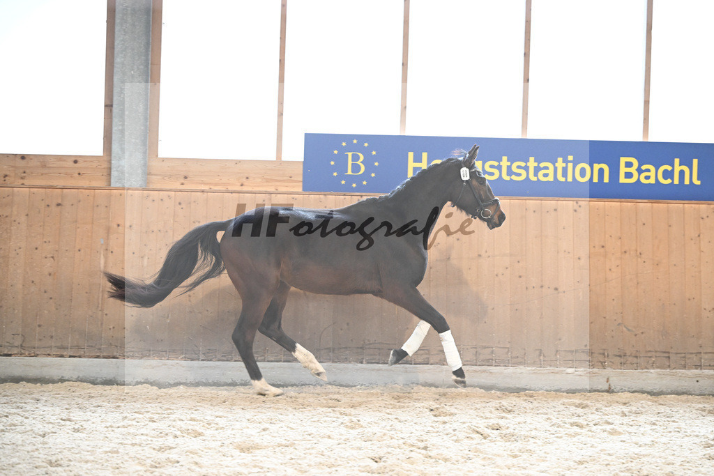 Kat-Nr. 68 Diamond fuer mi v. Diamond First_Kafl_5252090 | hf-fotografie - Realizzato con Pictrs.com
