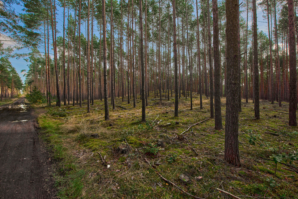 Königlicher Wald bei Theisa 02 | Bedeutsame Landschaften Deutschlands - Realisiert mit Pictrs.com