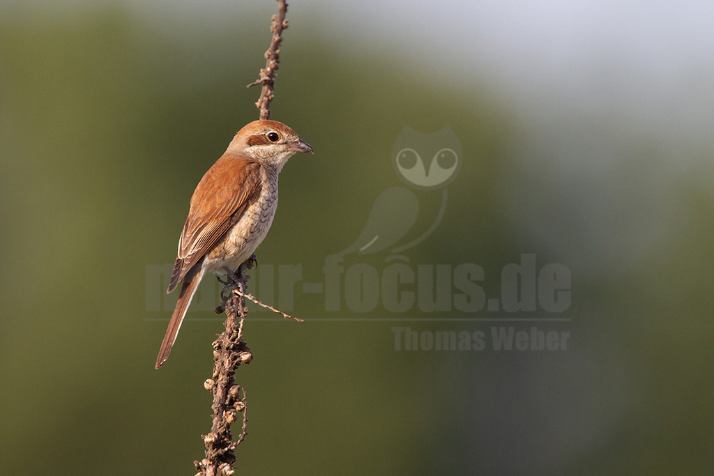 20120623191134 | Der Neuntöter oder Rotrückenwürger ist eine Vogelart aus der Familie der Würger und in Mitteleuropa die häufigste Würgerart. Er ist vor allem durch sein Verhalten bekannt, Beutetiere auf Dornen aufzuspießen. Zu seiner Nahrung zählen vorwiegend Großinsekten, aber auch kleine Säugetiere und Vögel. - Realisiert mit Pictrs.com
